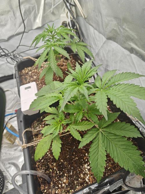 Herbal med adventure - Autopots. Week 4 -    