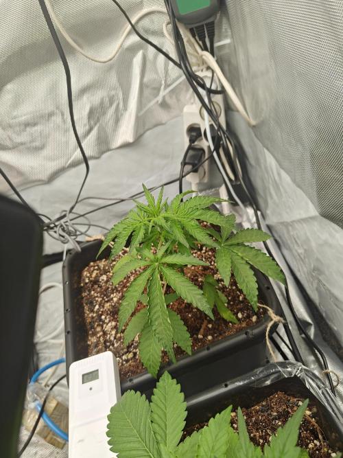 Herbal med adventure - Autopots. Week 4 -    