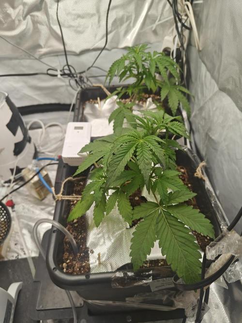 Herbal med adventure - Autopots. Week 5 - nice fan leaves, this girl loves her life