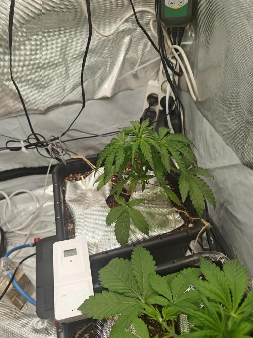 Herbal med adventure - Autopots. Week 5 - just woke up, still a bit sleepy though. this one is a bit sensitive to light unfortunately