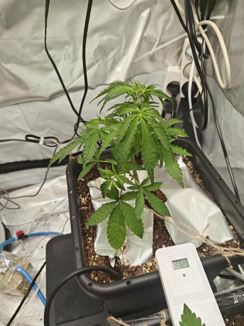 Herbal med adventure - Autopots. Week 5 - a little defoliation