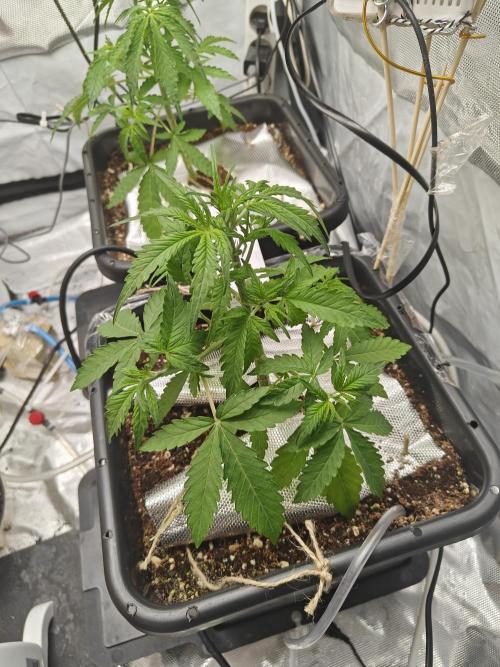 Herbal med adventure - Autopots. Week 5 - defoliation 