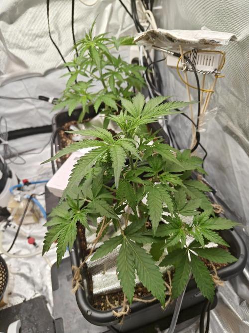 Herbal med adventure - Autopots. Week 5 - but this girl loves life and produces new branches over n over