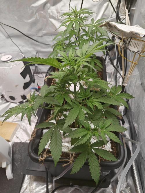 Herbal med adventure - Autopots. Week 5 - she actually looks like she love life more than before. hopefully they stretch 10-20cm