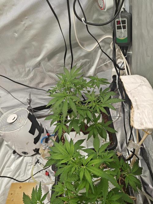 Herbal med adventure - Autopots. Week 5 -    