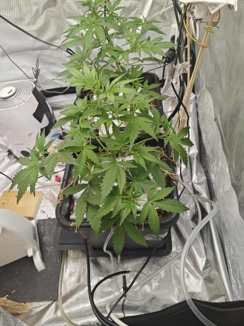 Herbal med adventure - Autopots. Week 5 -    