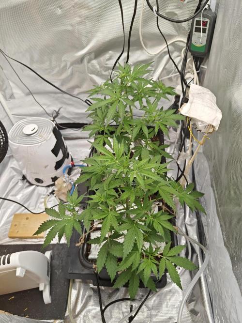 Herbal med adventure - Autopots. Week 6 - thirsty little ladies 