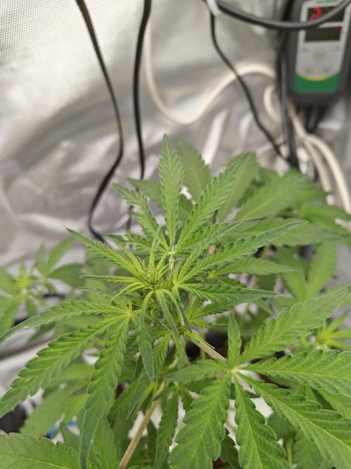 Herbal med adventure - Autopots. Week 6 - day 3 of the new week, bud development is starting