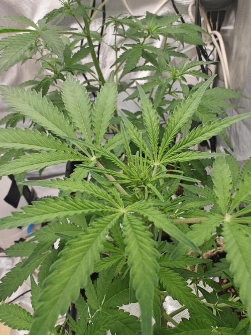 Herbal med adventure - Autopots. Week 6 -    