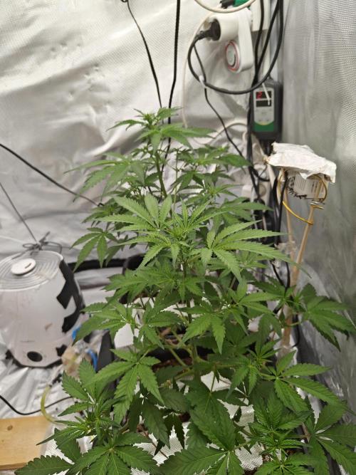 Herbal med adventure - Autopots. Week 6 - ...