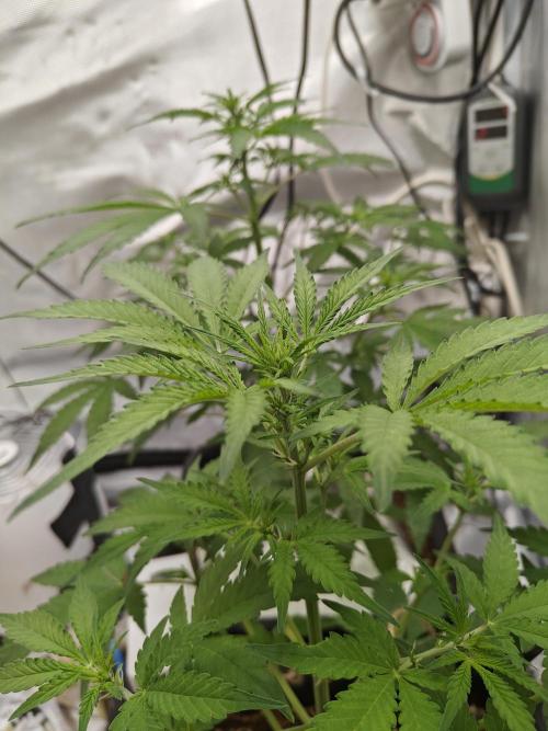 Herbal med adventure - Autopots. Week 6 -    