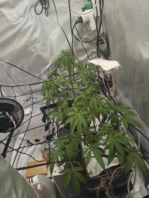 Herbal med adventure - Autopots. Week 6 - sleepy time