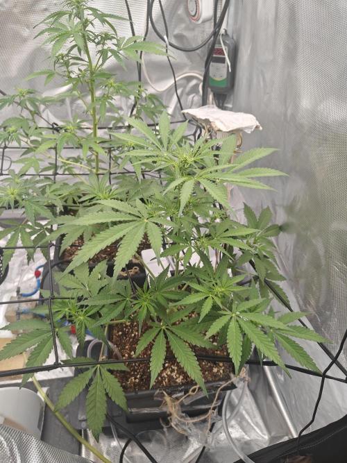 Herbal med adventure - Autopots. Week 6 -    
