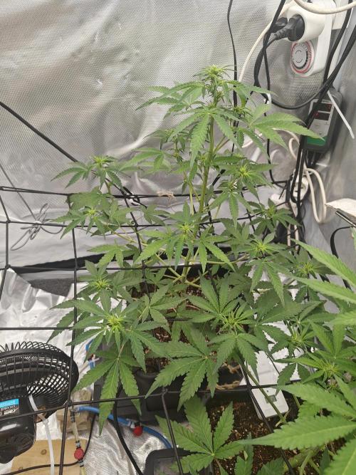 Herbal med adventure - Autopots. Week 6 -    