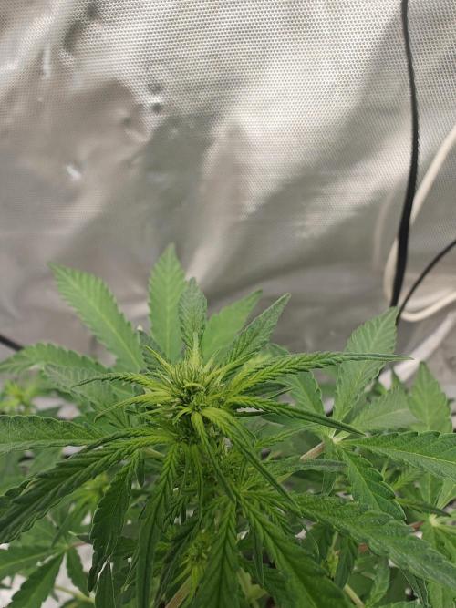 Herbal med adventure - Autopots. Week 6 -    