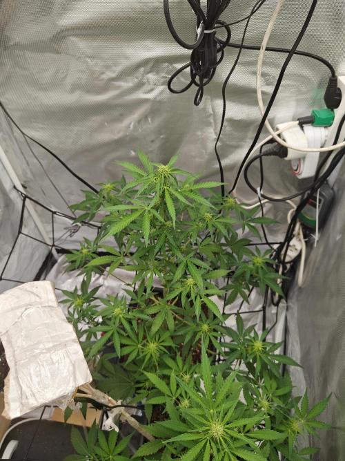 Herbal meds adventure - Autopots. Week 7 - day 5. No changes, only Bud development