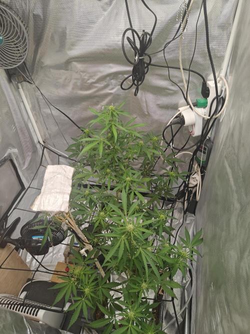 Herbal meds adventure - Autopots. Week 7 - day 7