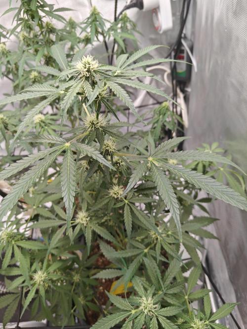 Herbal meds adventure - Autopots. Week 8 - day 5