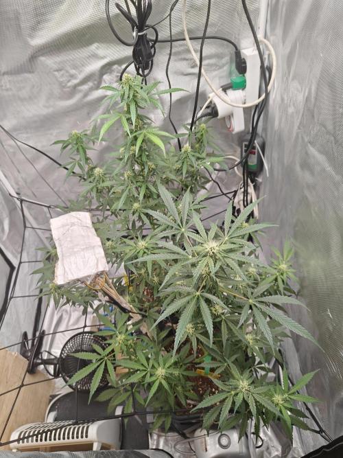 Herbal meds adventure - Autopots. Week 8 - day 7?