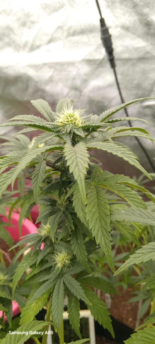 Ghost weed production. Week 3