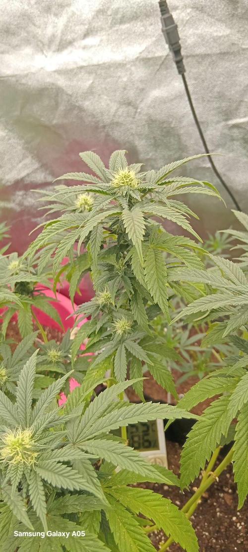 Chikitaz. Week 3