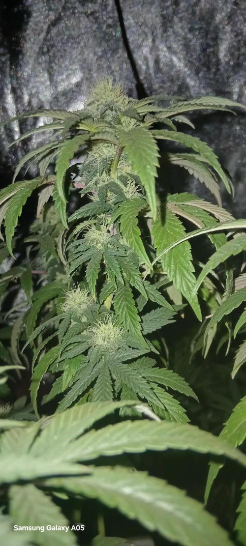 Ghost weed production. Week 4