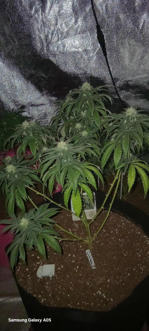 Ghost weed production. Week 4