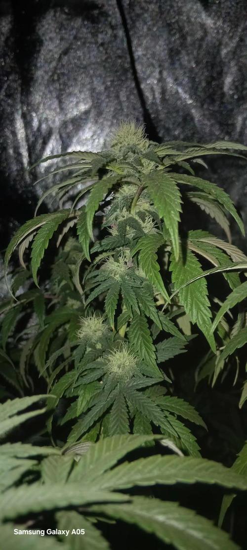 Chikitaz. Week 4