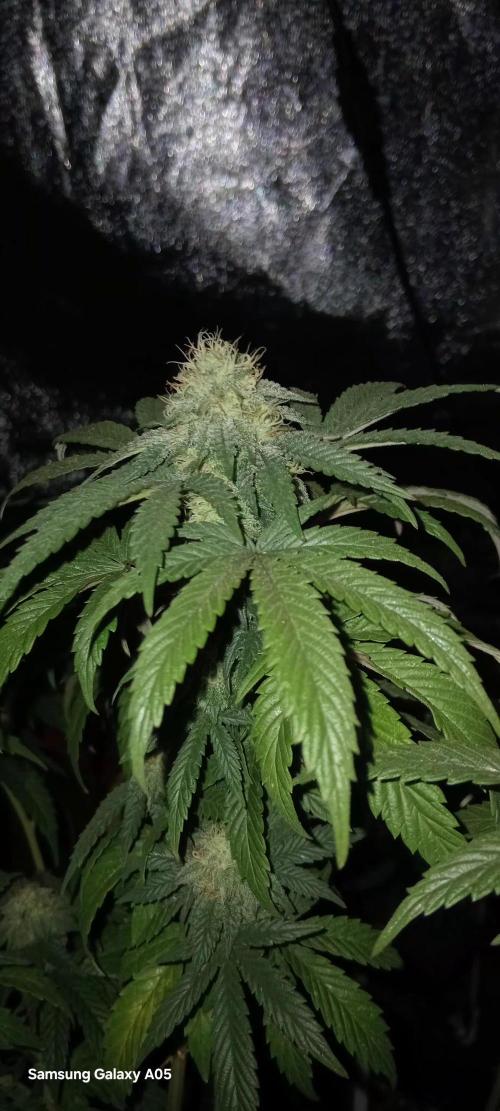 Ghost weed production. Week 5