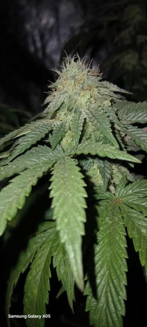Ghost weed production. Week 5