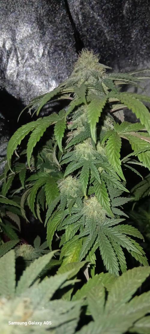 Ghost weed production. Week 5