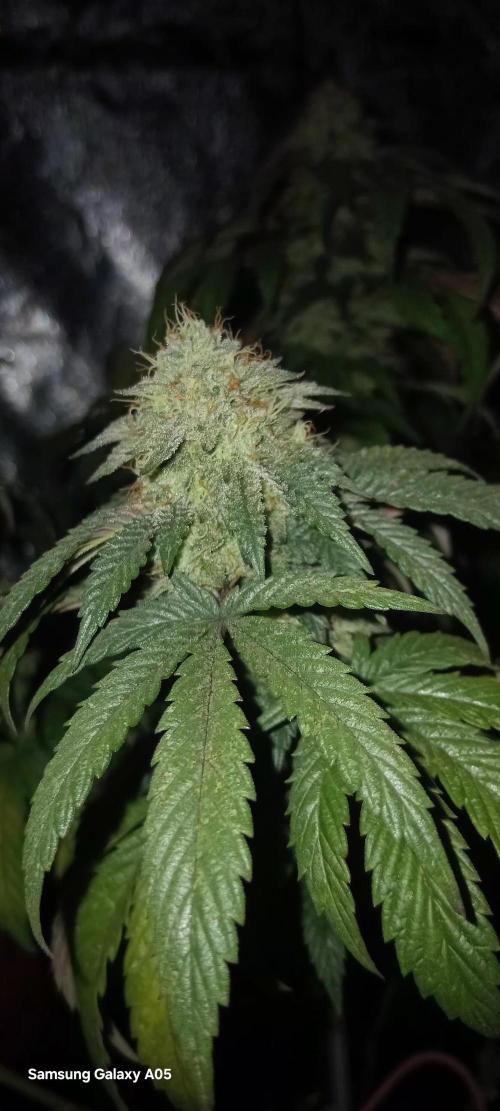 Ghost weed production. Week 6
