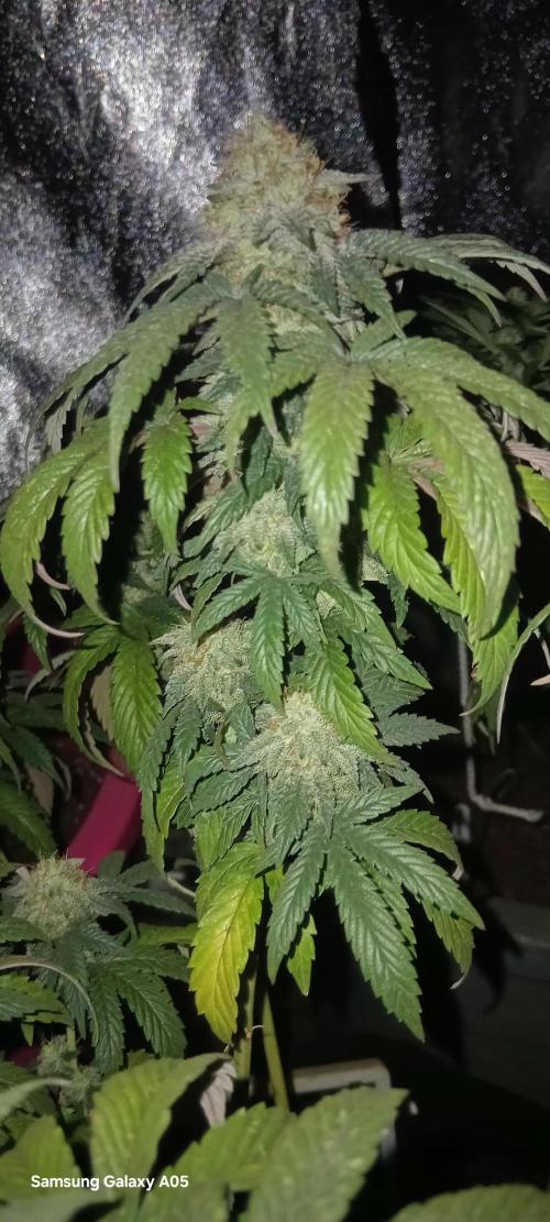 Ghost weed production. Week 6