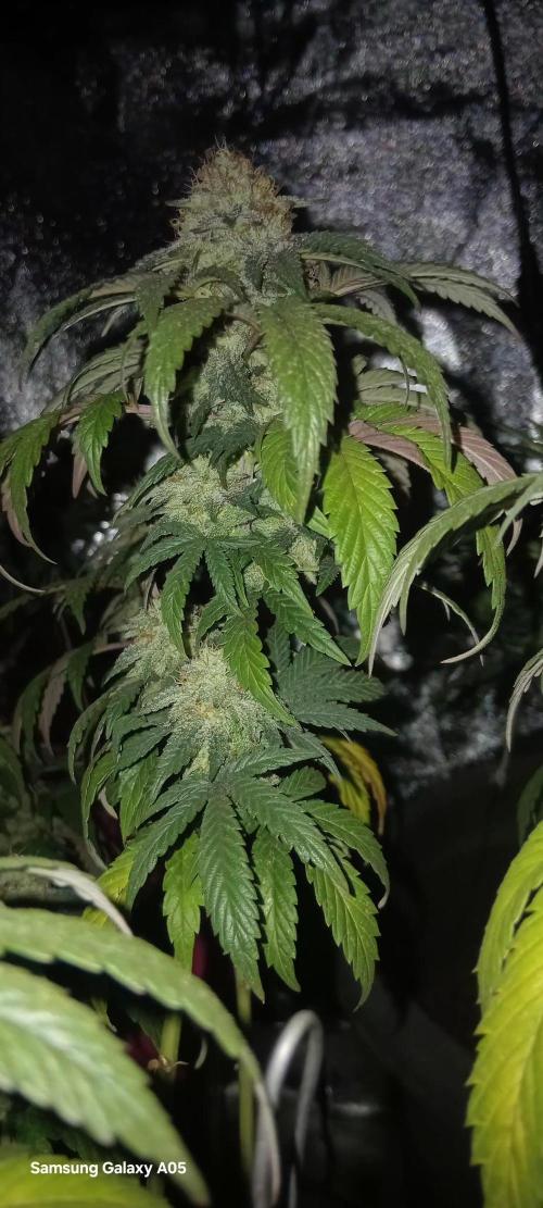 Ghost weed production. Week 6