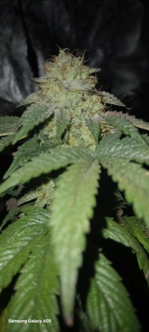 Ghost weed production. Week 6