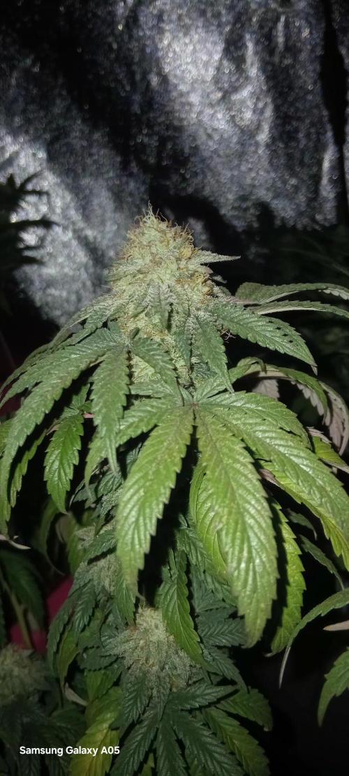 Chikitaz. Week 6