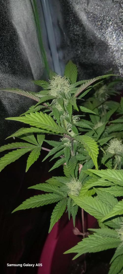 Ghost weed production. Week 3