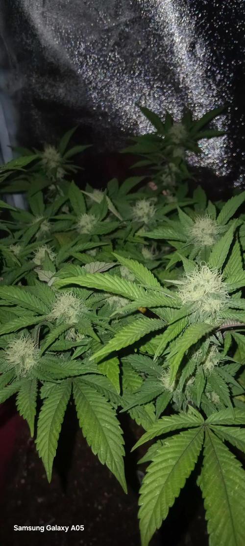 Ghost weed production. Week 3