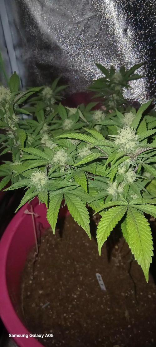 Ghost weed production. Week 3