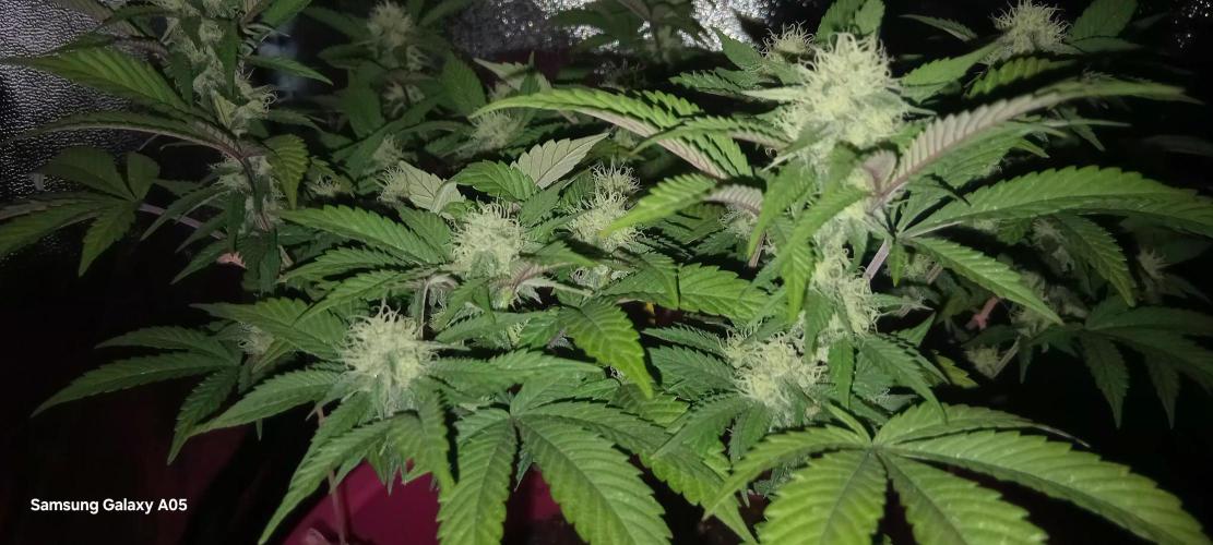 Ghost weed production. Week 3