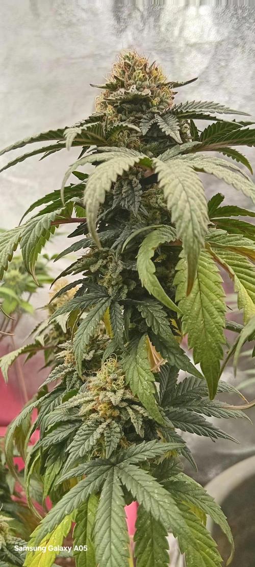 Ghost weed production. Week 7