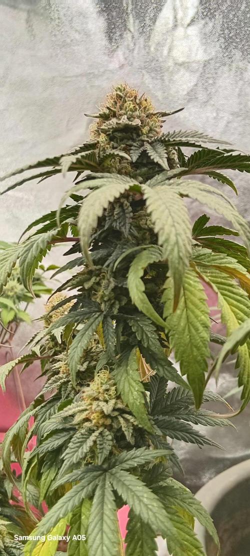 Ghost weed production. Week 7