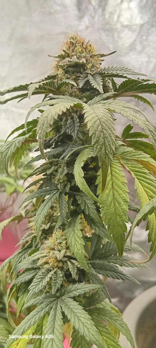 Ghost weed production. Week 7