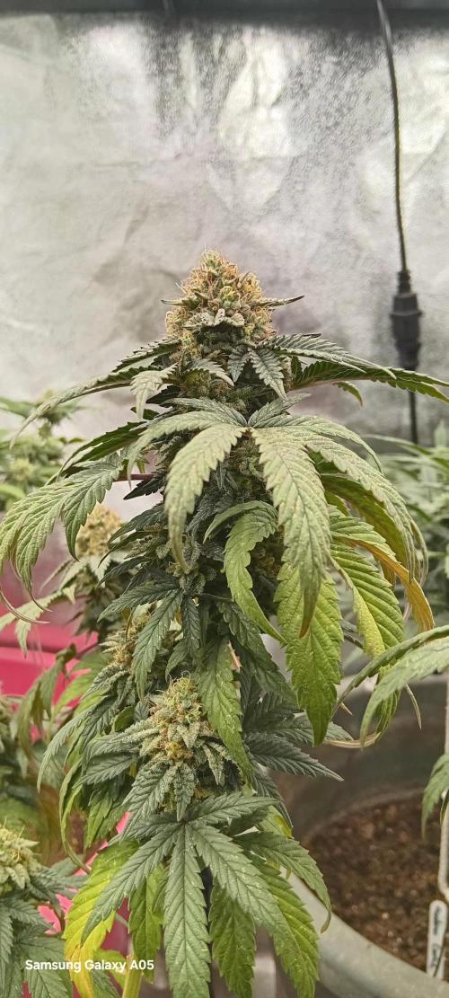 Chikitaz. Week 7