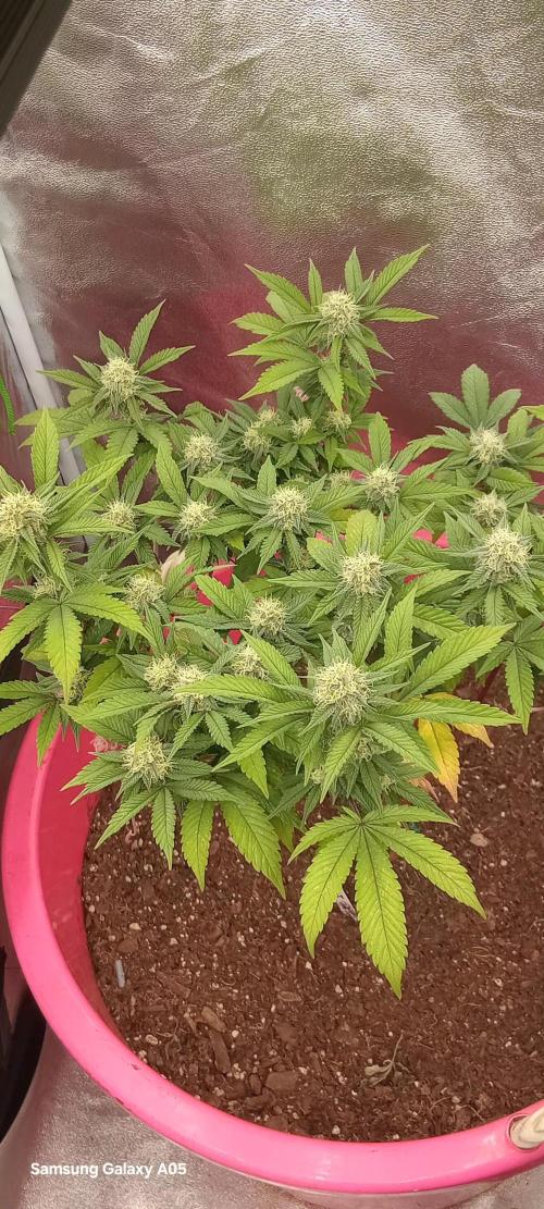 Ghost weed production. Week 4