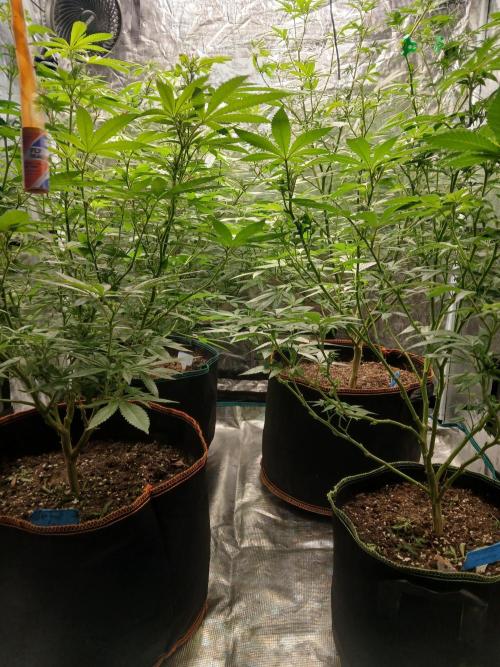 mindful_medicine_1. Week 1