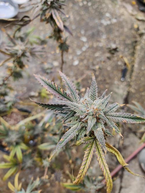 mindful_medicine_1. Week 8