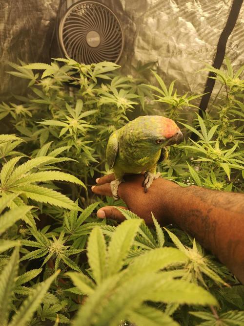 mad farmer. Week 7