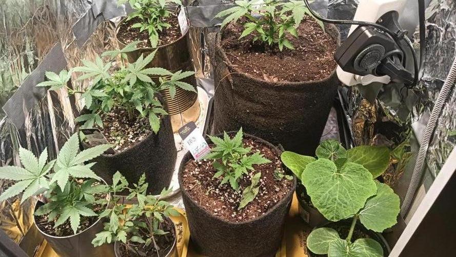 tent 1 auto 03/20/2026. Week 3
