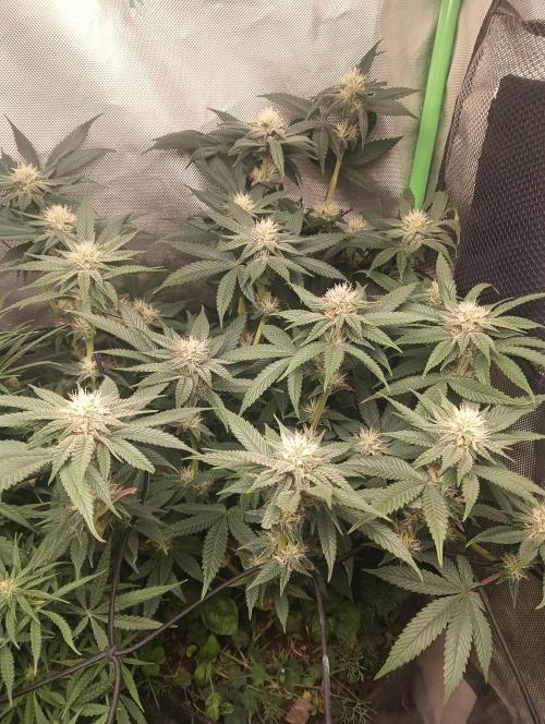tent 2 photo. Week 10 - burger kush